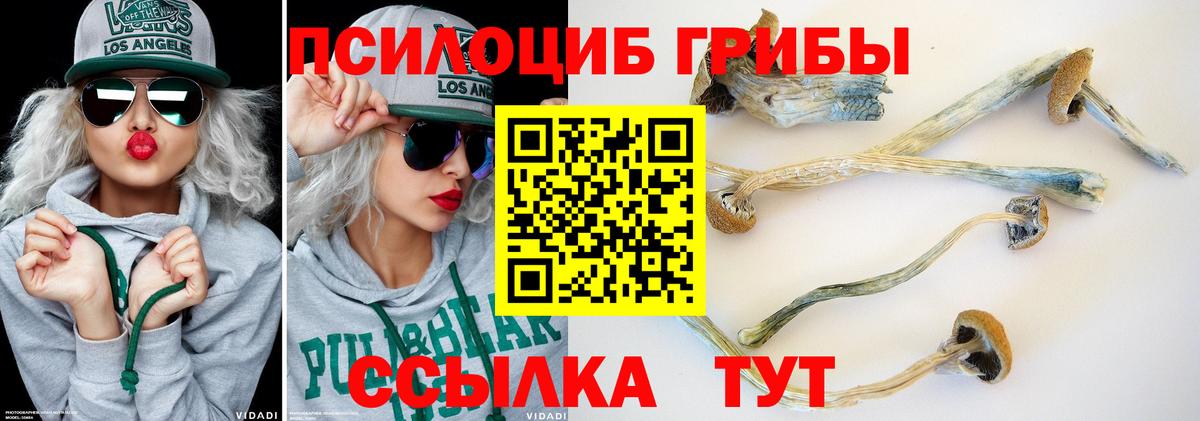 Галлюциногенные грибы Psilocybine cubensis Минусинск